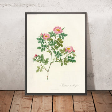 A framed image of Wild Rose (Rosa dumetorum) by Pierre Joseph Redouté, 1817