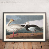 Snow Goose by John James Audubon, 1827