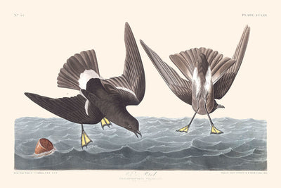 Stormy Petrel by John James Audubon 1827