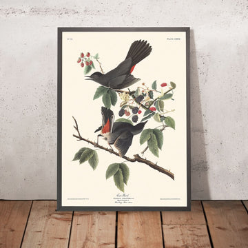 Gatto Uccello di John James Audubon, 1827 