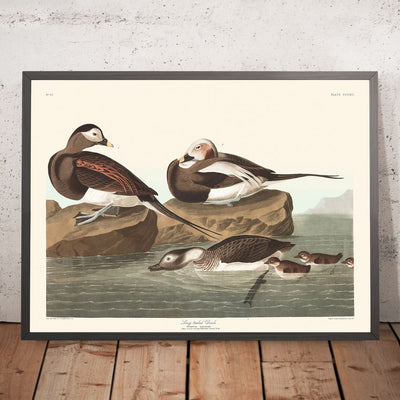 Langschwänziger Enten durch John James Audubon, 1827 