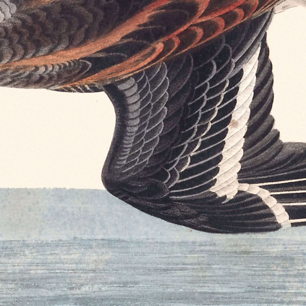 Hyperboreisches Phalarope von John James Audubon, 1827