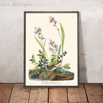 Gorrión campestre, de John James Audubon, 1827