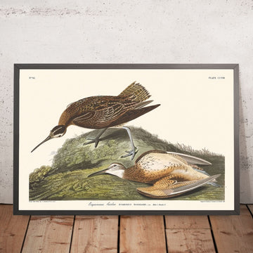 Curlew Esquimese di John James Audubon, 1827 