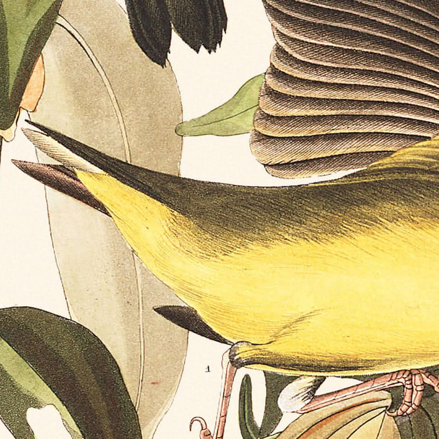 Warbler del Connecticut di John James Audubon, 1827 