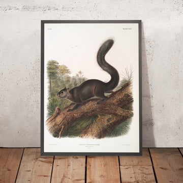 A framed image of 