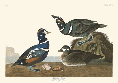 Pato arlequín, de John James Audubon, 1827