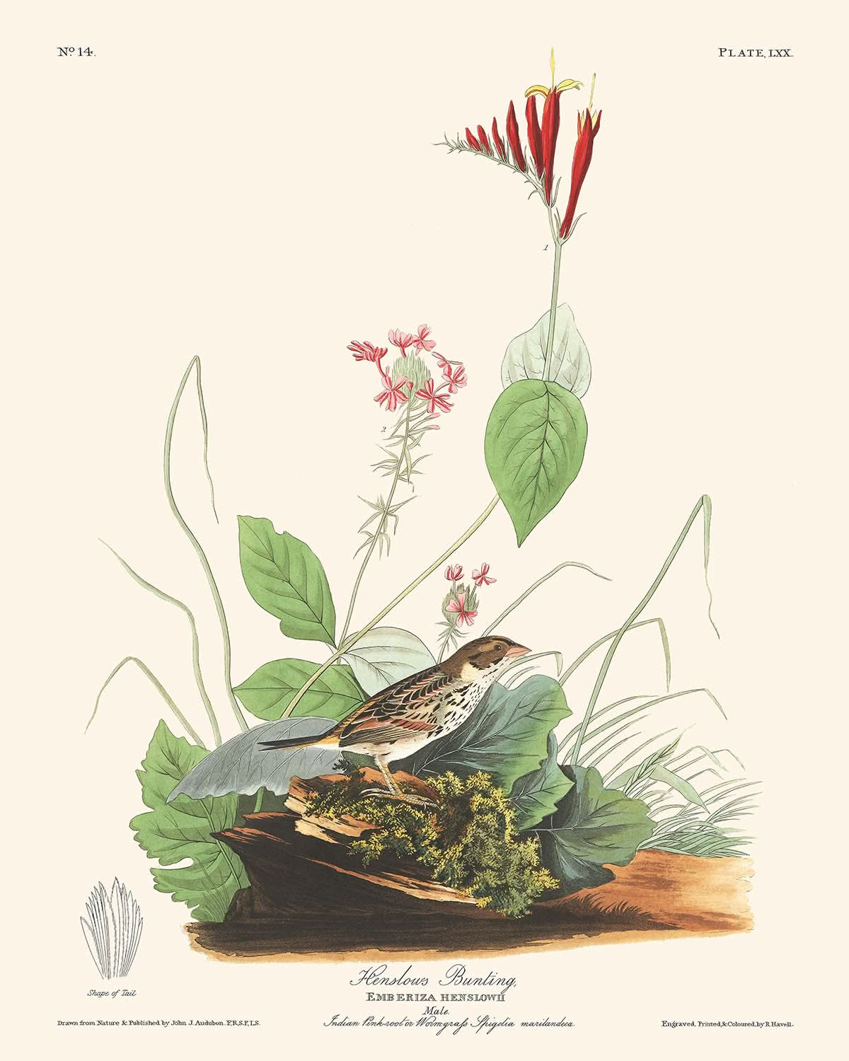 Henslows Ammer von John James Audubon, 1827