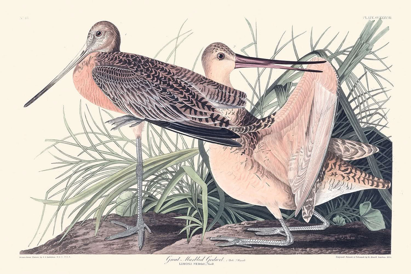 Großer Marmor-Godwit von John James Audubon, 1827 