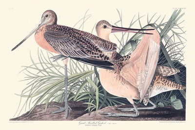 Great Marbled Godwit by John James Audubon, 1827