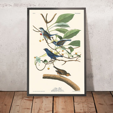 Uccello Indigo di John James Audubon, 1827 