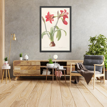 A framed image of Amaryllis brasiliensis and Amaryllis breutienne (Plate 48) by Pierre Joseph Redouté, 1805