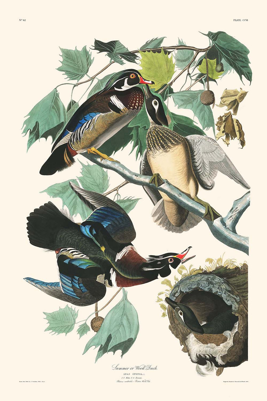 Anatra estiva o anatra di legno di John James Audubon, 1827 