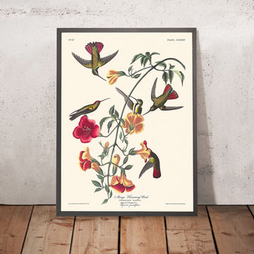 Colibrì Mango di John James Audubon, 1827 