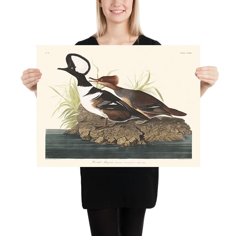 Hooded Merganser by John James Audubon 1827