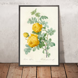Sulphur Rose (Rosa sulfurea) by Pierre Joseph Redouté, 1817