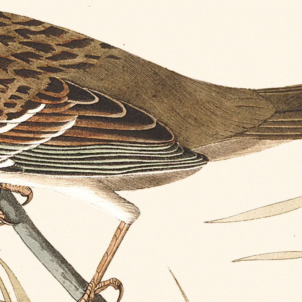 Pinson de l'Arctique, Tarin à tête noire, Bruant à couronne noire, Pinson terrestre arctique, par John James Audubon, 1827