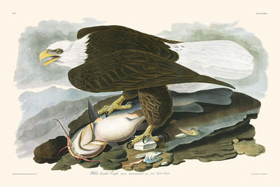 Weißkopfseeadler von John James Audubon, 1827