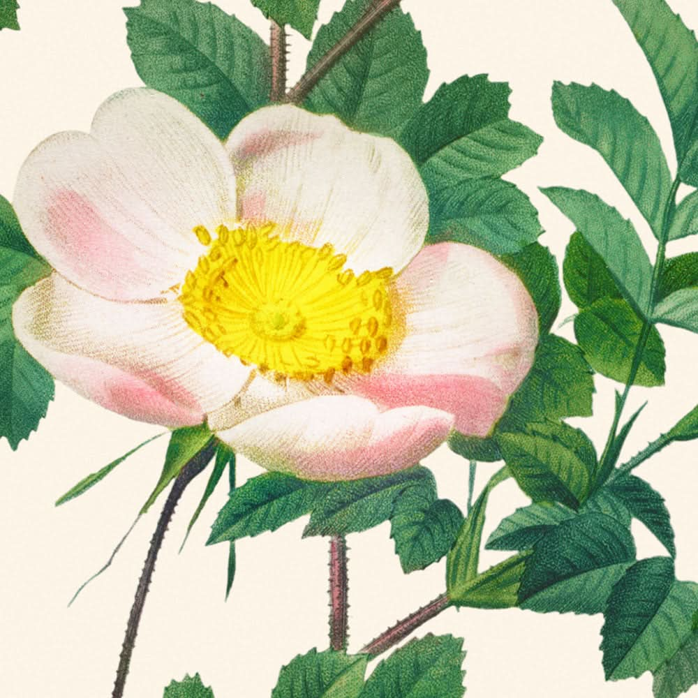 Rosa Candolleana Elegans de Pierre-Joseph Redouté, 1817