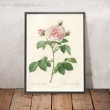 Rosa alba Regalis by Pierre Joseph Redouté, 1817