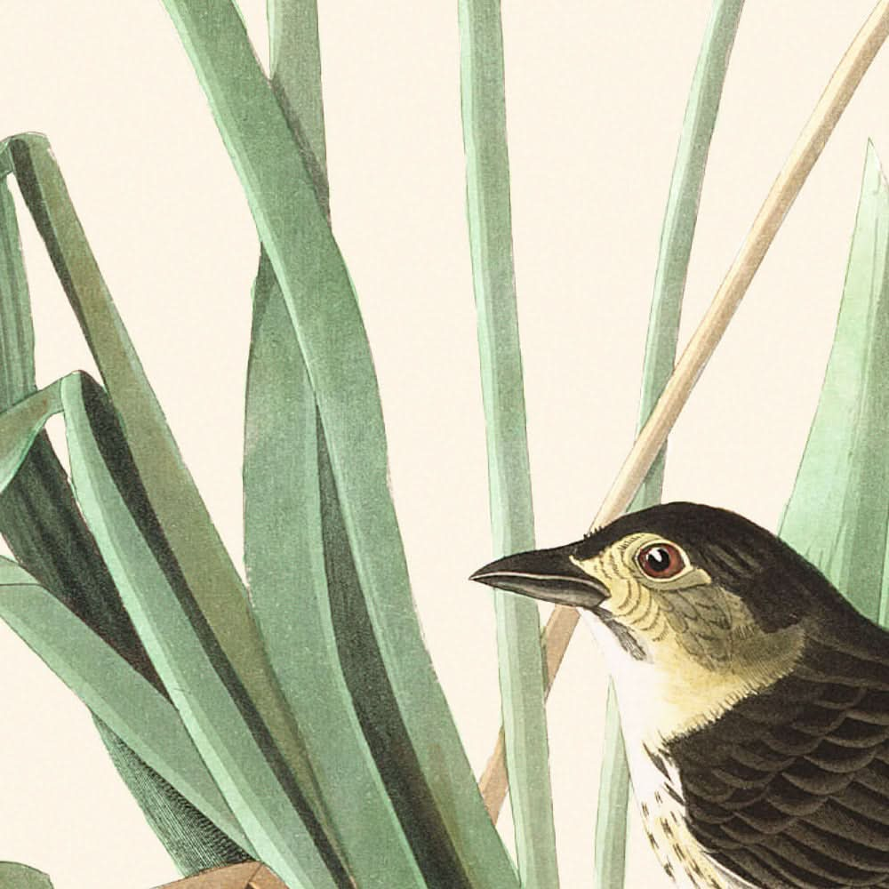 MacGillivrays Fink von John James Audubon, 1827