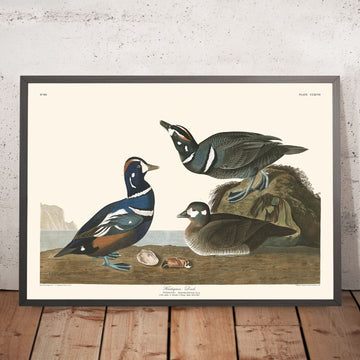 Harlequinente von John James Audubon, 1827 