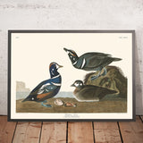 Harlequinente von John James Audubon, 1827 