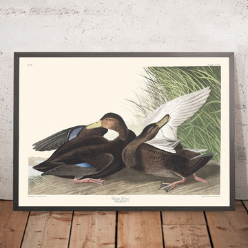 Dämmerente von John James Audubon, 1827 