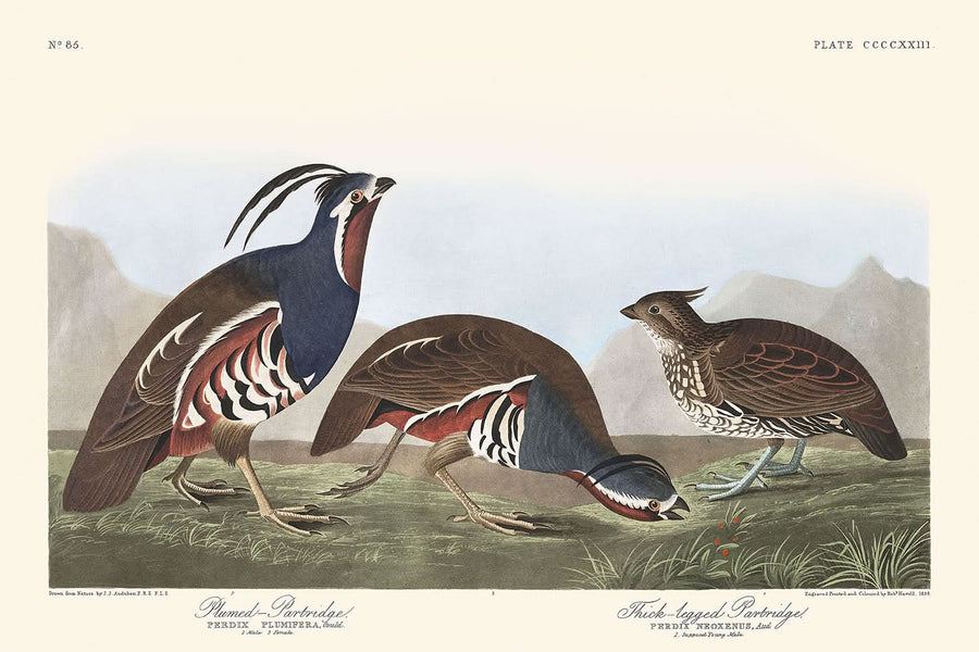 Fagiano piumato e Fagiano dalle gambe spesse di John James Audubon, 1827 