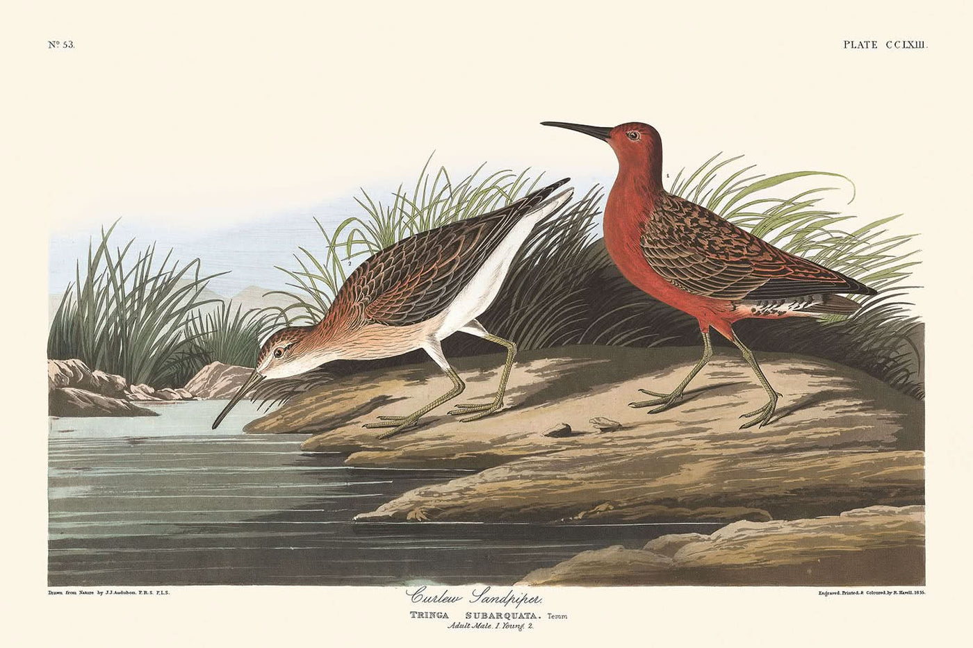 Zwergbrachvogel von John James Audubon, 1827