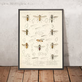 Flies (Diptera, Plate 12) by Frederick DuCane Godman, 1879