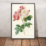 Damask Rose (Rosa damascena) by Pierre Joseph Redouté, 1817