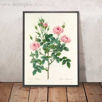 A framed image of Pompon Rose (Rosa pomponia, Plate 101) by Pierre Joseph Redouté, 1827