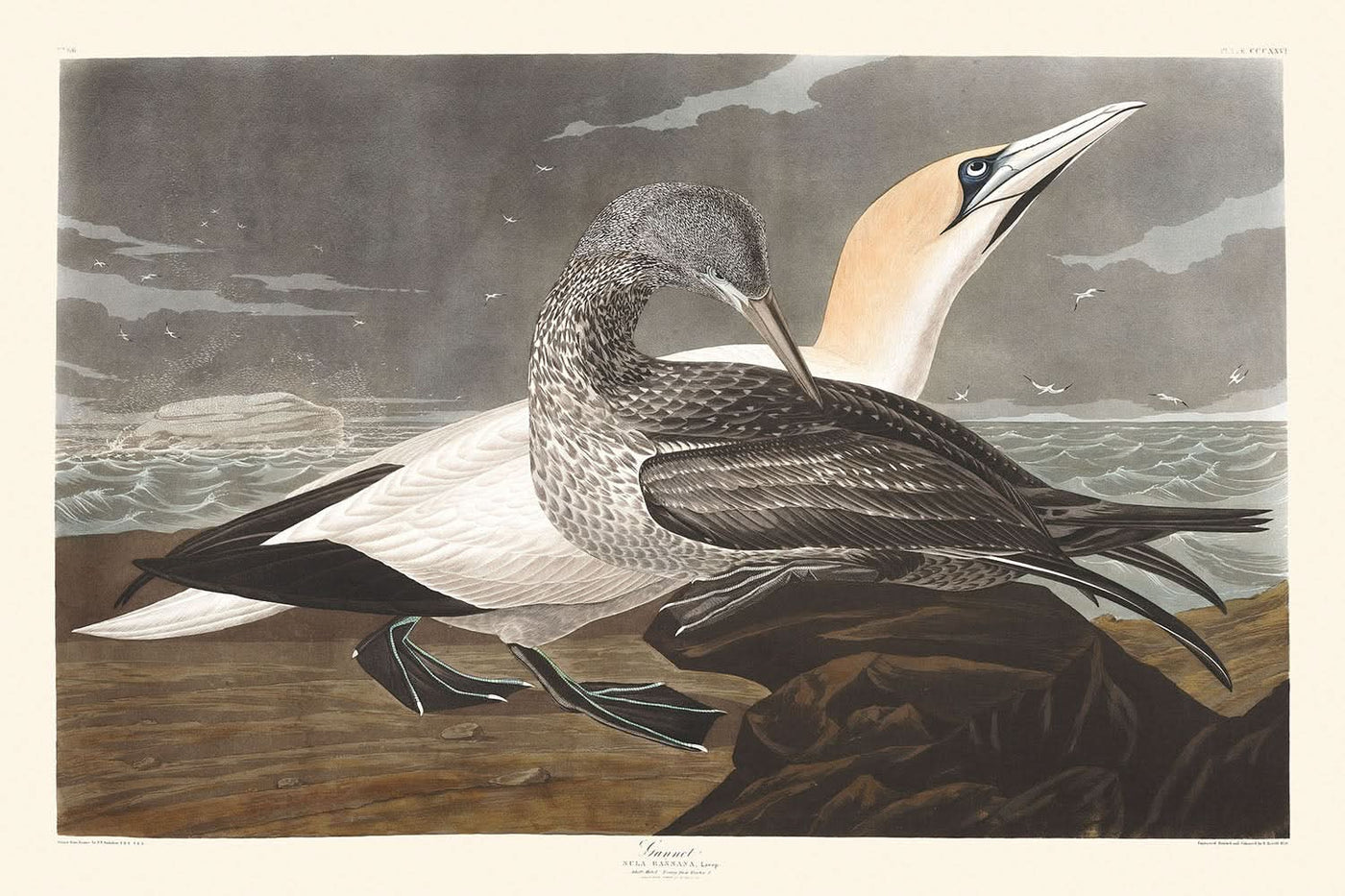 Gannet by John James Audubon, 1827