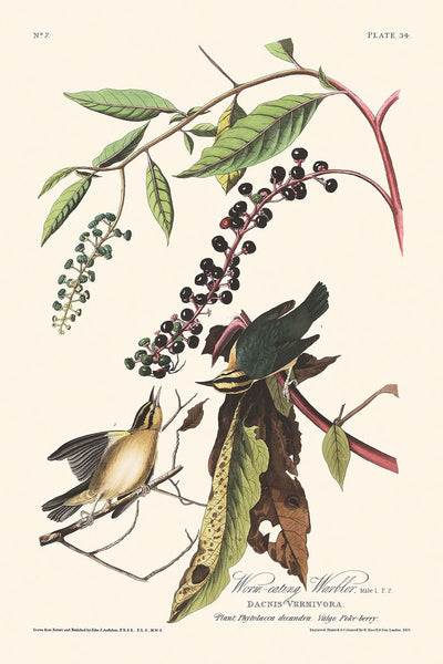 Fauvette mangeuse de vers par John James Audubon, 1827