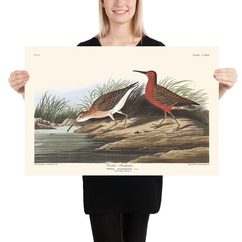 Curlew pigmeo di John James Audubon, 1827 