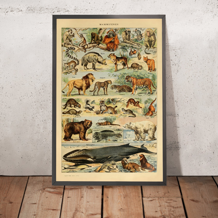 A framed image of Mammals (2) by Adolphe Millot, 1890