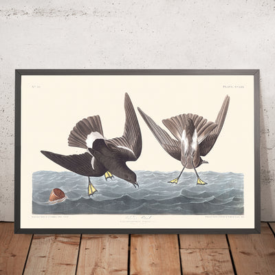 A framed image of Stormy Petrel by John James Audubon 1827