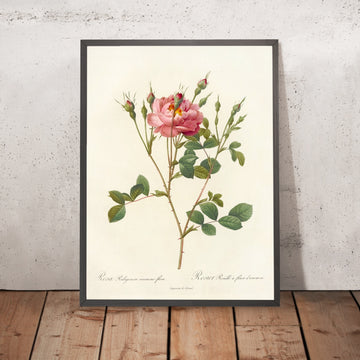 A framed image of Sweet Briar Rose (Rosa rubiginosa Anemone-Flora) by Pierre Joseph Redouté, 1817