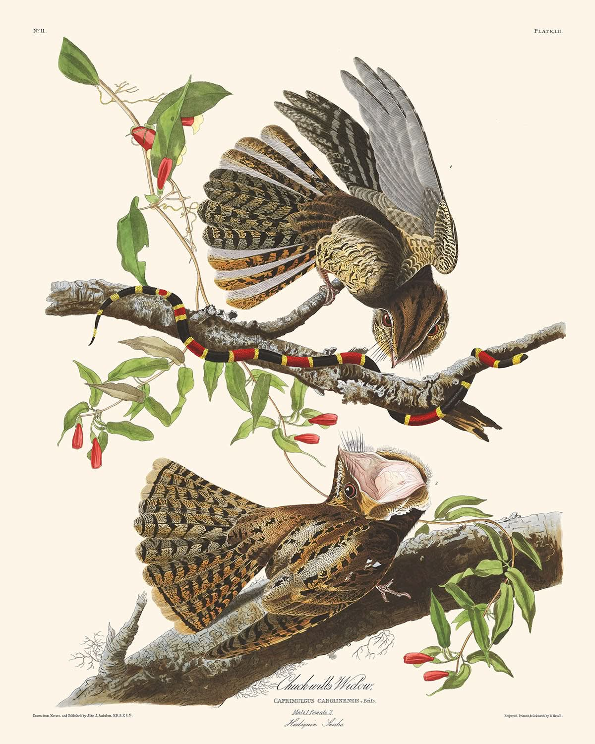 Chuck-Wills Witwe von John James Audubon, 1827