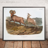 Rocky Mountain Sheep (Ovis montana) by John Woodhouse Audubon, 1845