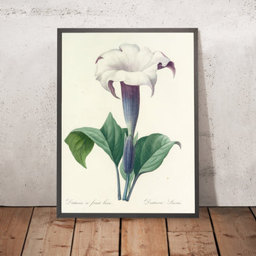 A framed image of Datura laevis (Plate 33) by Pierre Joseph Redouté, 1827