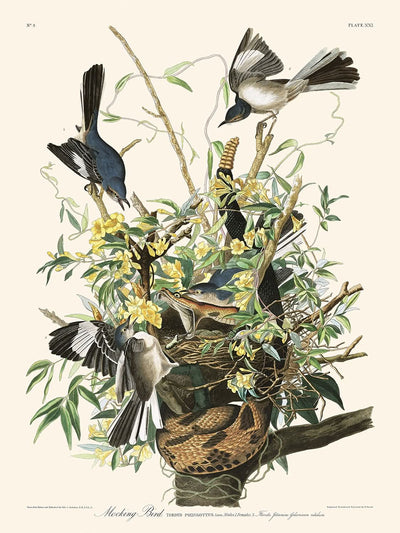 Mocking Bird by John James Audubon, 1827