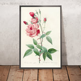 Rose (Rosa indica vulgaris) by Pierre Joseph Redouté, 1817