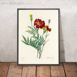 Marigolds (Tagetes, Plate 104) by Pierre Joseph Redouté, 1827