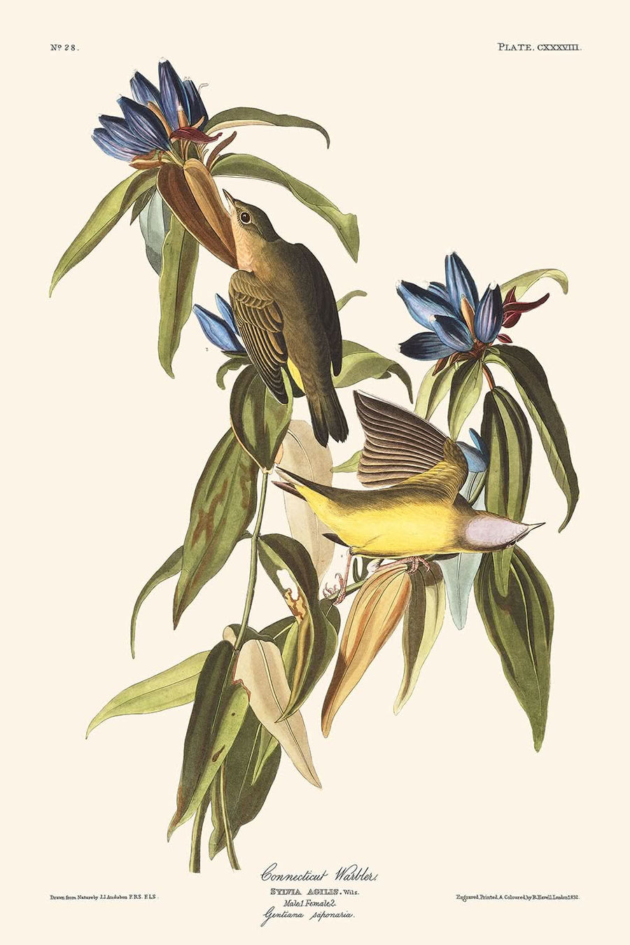 Warbler del Connecticut di John James Audubon, 1827 