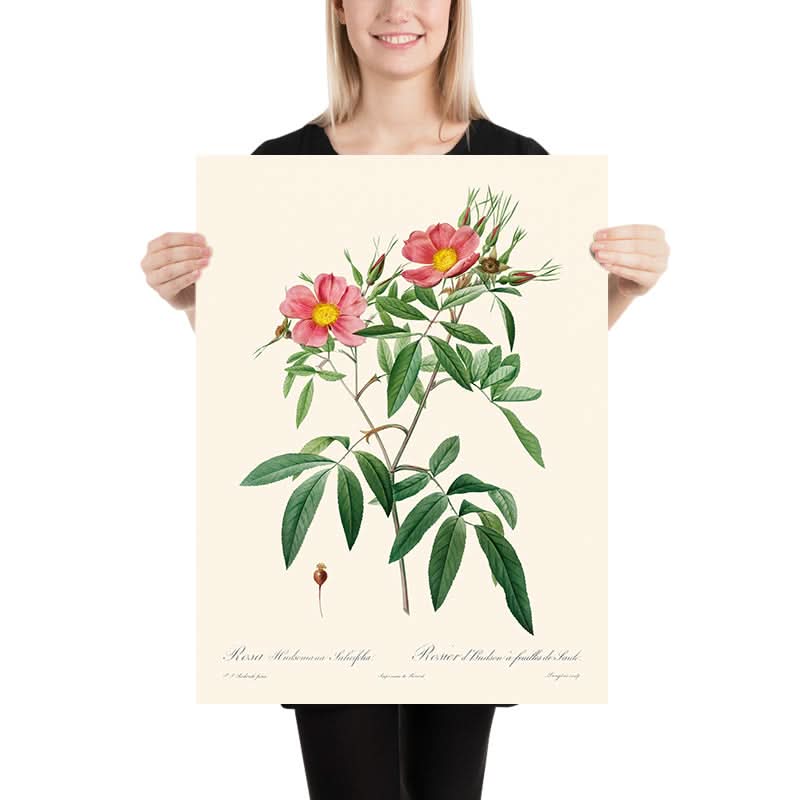 Rosa Hudsoniana Salicifolia di Pierre-Joseph Redouté, 1817 