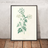 Eryngium (Plate 29) by Pierre Joseph Redouté, 1805
