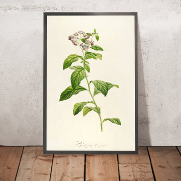 A framed image of Heliotropium Curvassavicum (Plate 32) by Pierre Joseph Redouté, 1813