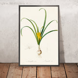 Yellow Amaryllis (Amaryllis lutea) by Pierre Joseph Redouté, 1806